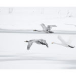 Cygnes chanteurs en vol ,photo vezon