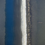 Alchimie,flamants roses de Camargue