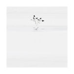 Avocettes et mouette en hiver en Camargue