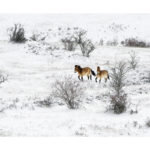 Chevaux de Przewalski en hiver sur le Causse