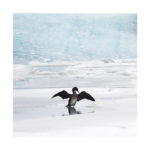 Cormoran en Islande en hiver