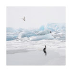 Cormoran et goeland en islande en hiver