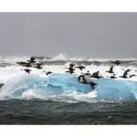 eiders et iceberg en Islande en hiver