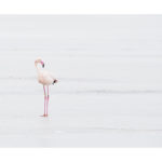 Flamant rose sur un marais glacé en Camargue en hiver