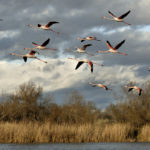 Vol de flamants en Camargue par Thierry Vezon