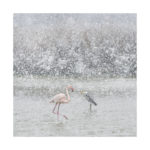 Héron et flamant sous la neige en Camargue