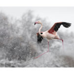 Flamant rose sous la neige en Camargue