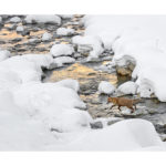 Renard traversant une rivière en hiver