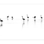 En Camargue,les flamants roses,photo en noir et blanc de Thierry Vezon