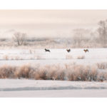 Cerfs sika en hiver dans la neige