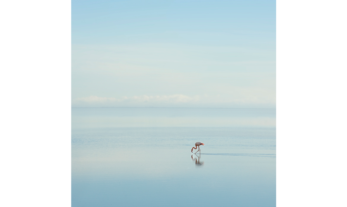 Thierry Vezon, photographe de Camargue