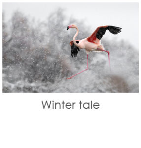 Winter tale, french art photo