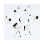 Ballet de grues du Japon,photo vezon