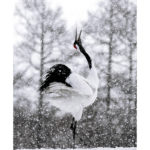 Photo de grues du Japon par thierry vezon