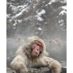 Le bain du macaque du Japon dans les sources d'eaux chaudes en hiver