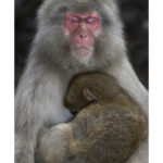 Macaque du Japon par Thierry Vezon