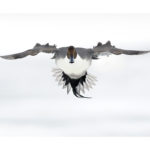 Photo de canard pilet en vol