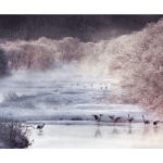Photo de grues du Japon en hiver par Thierry Vezon